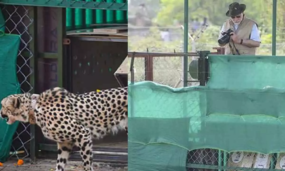 Cheetahs from Namibia find new home in Kuno National Park