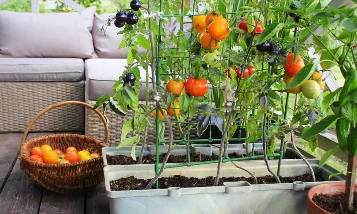 Prepare your balcony garden to enjoy home grown desi vegetables