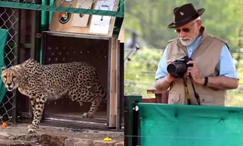 Cheetahs back on Indian soil after 70 years: Narendra Modi