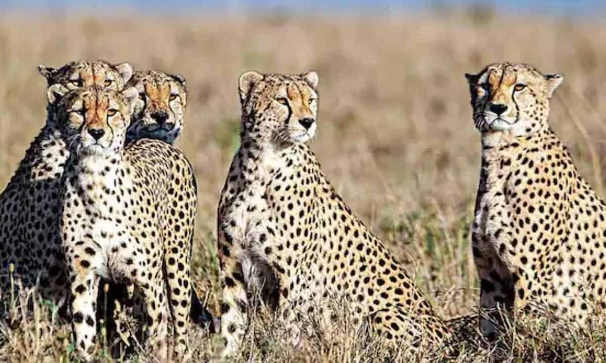 After 70 years, Cheetah's are Back in India, Exploring New Home