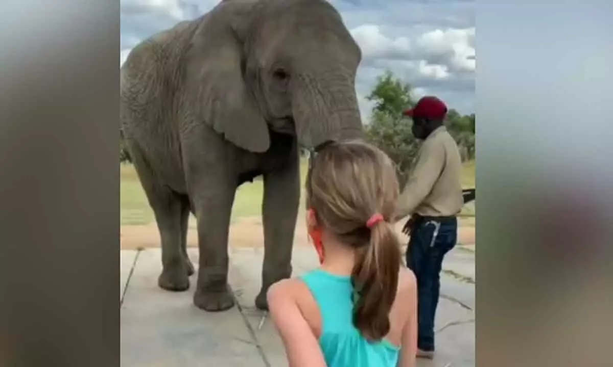 Watch The Trending Video Of Elephant Mimicking Little Girls Dancing Steps