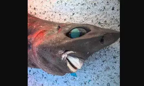 Australian Fisherman Found Prehistoric-Looking Shark With Blue Intriguing Eyes