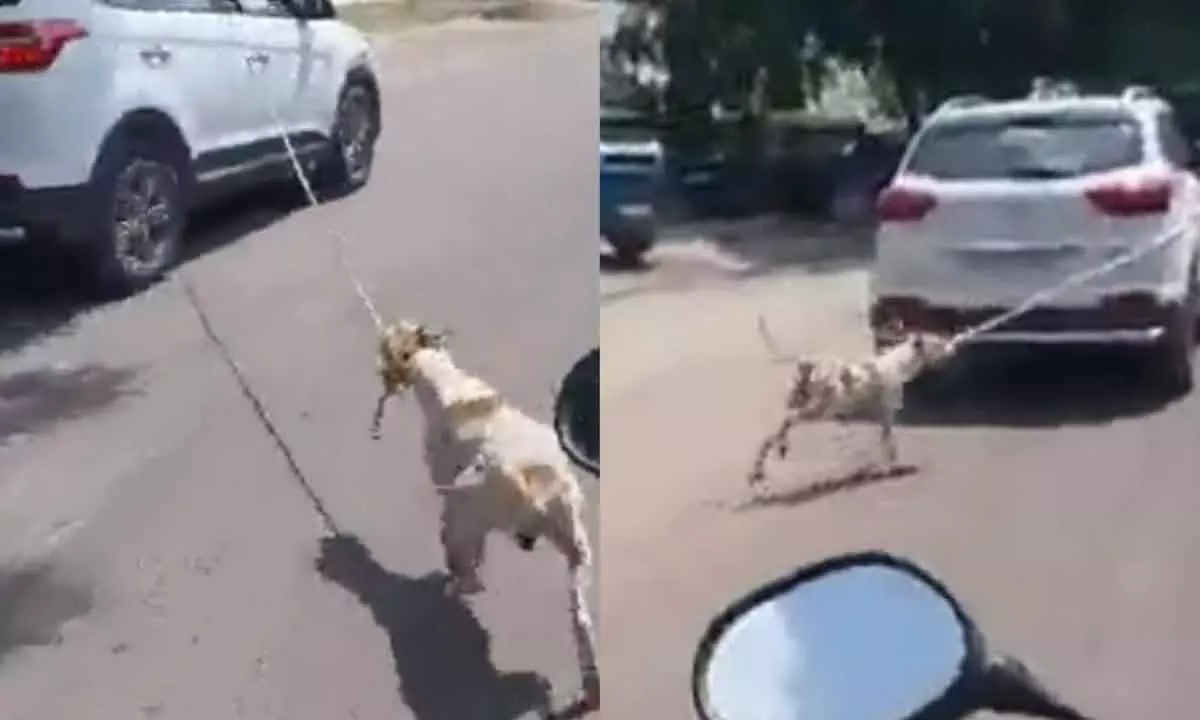 Viral Video: The dog has reportedly suffered a fracture on one leg and injuries on the other.