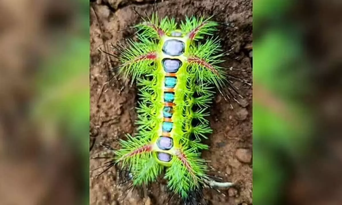 The caterpillar of slug moth