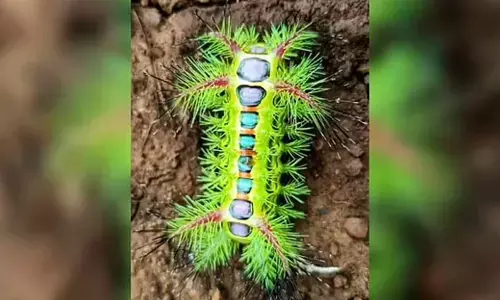 The caterpillar of slug moth