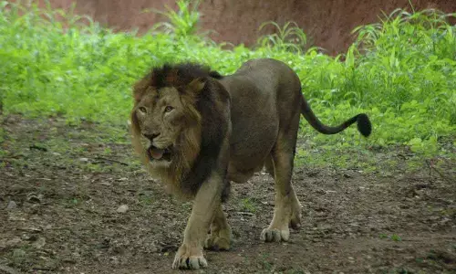 All lions are healthy, says NZP official