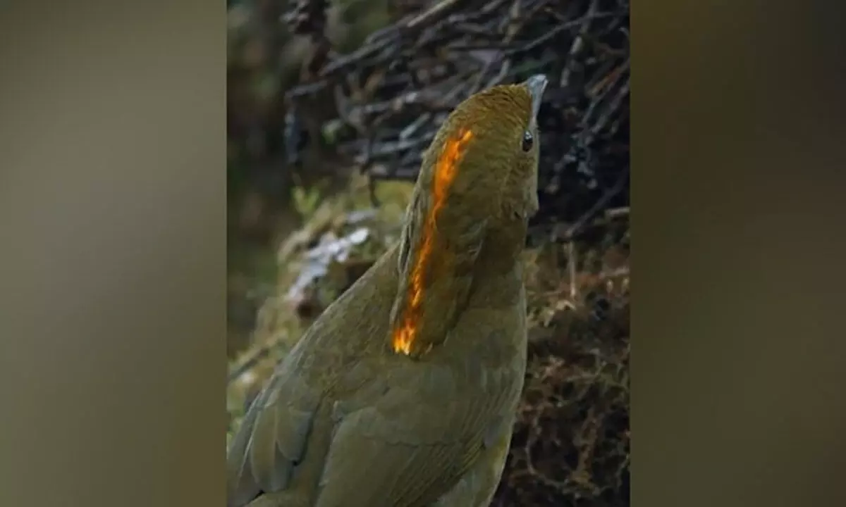 Watch The Trending Video Of A Bird Mimicking Sound Of Children Playing