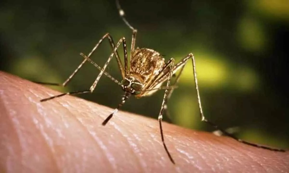 Dengue kills 27 in Pak as disease spread intensifies
