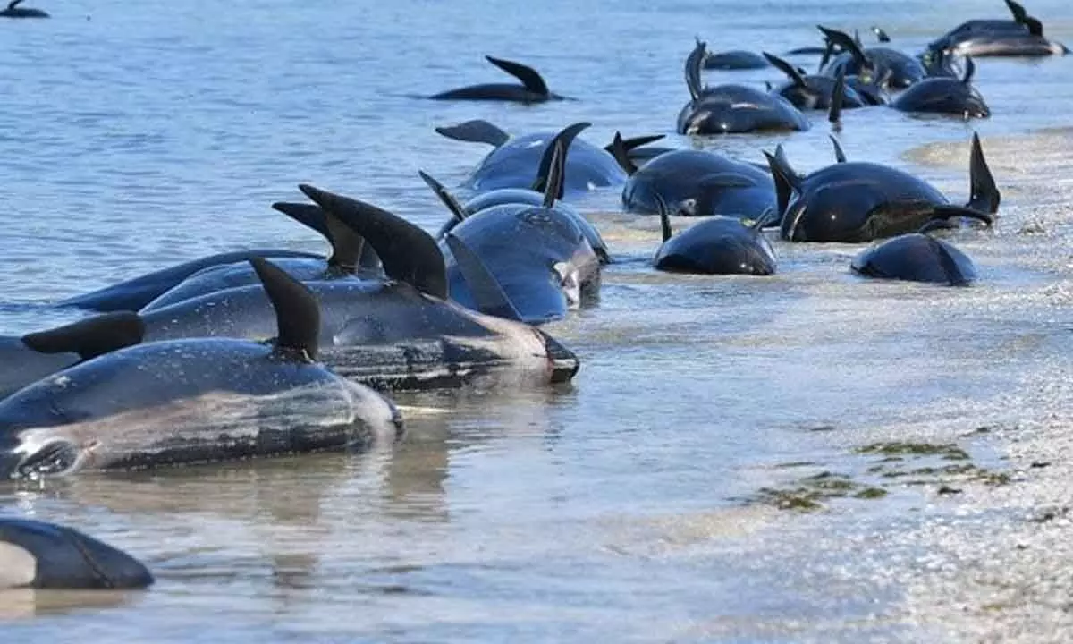 Locals doused the whales with buckets of water to keep them alive. (Representational)