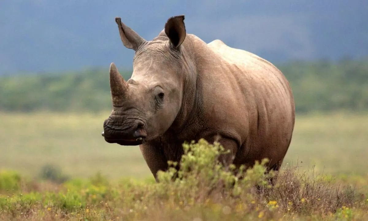 Zoo celebrates World Rhinoceros Day