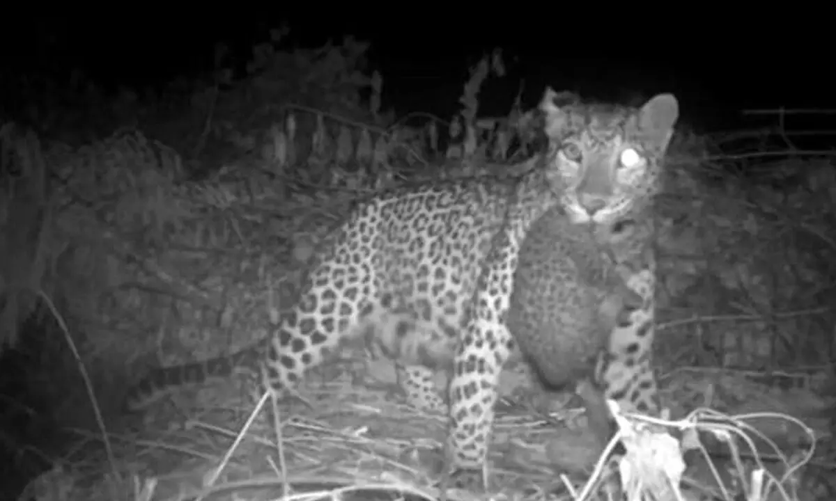 Watch The Trending Video Of Leopard Cub Reuniting With Mother