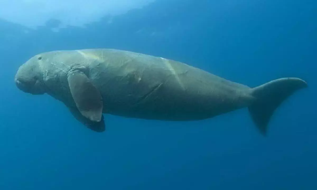 Tamil Nadu has been designated as the first Dugong Conservation Reserve in the nation.