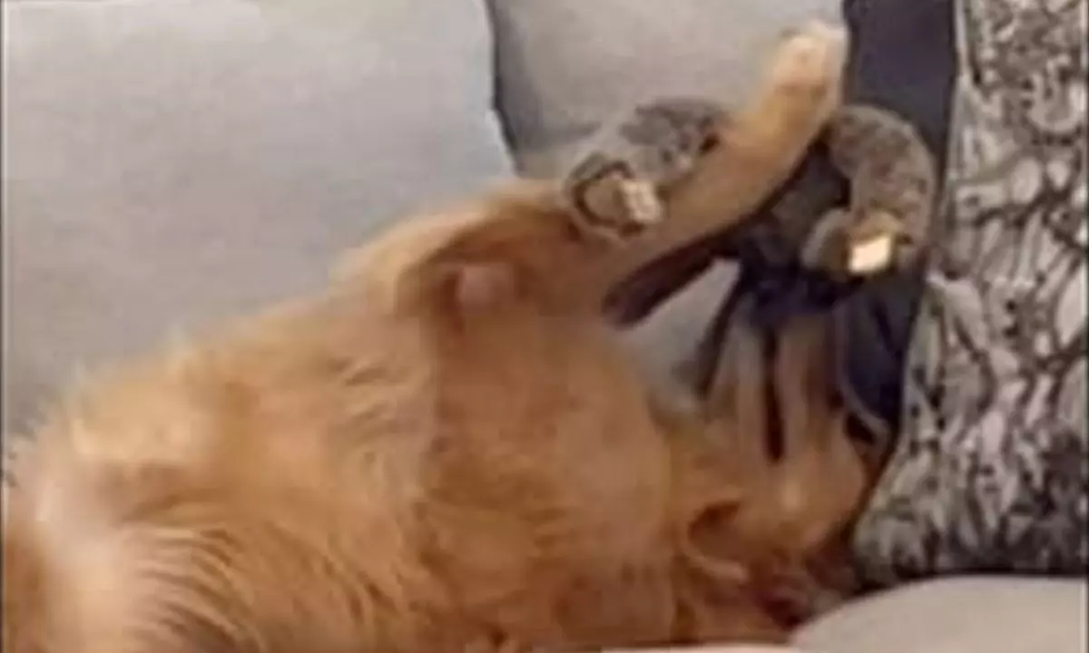 Watch The Trending Video Of Golden Retriever Dog Holding Up Its Toy And Adoring It