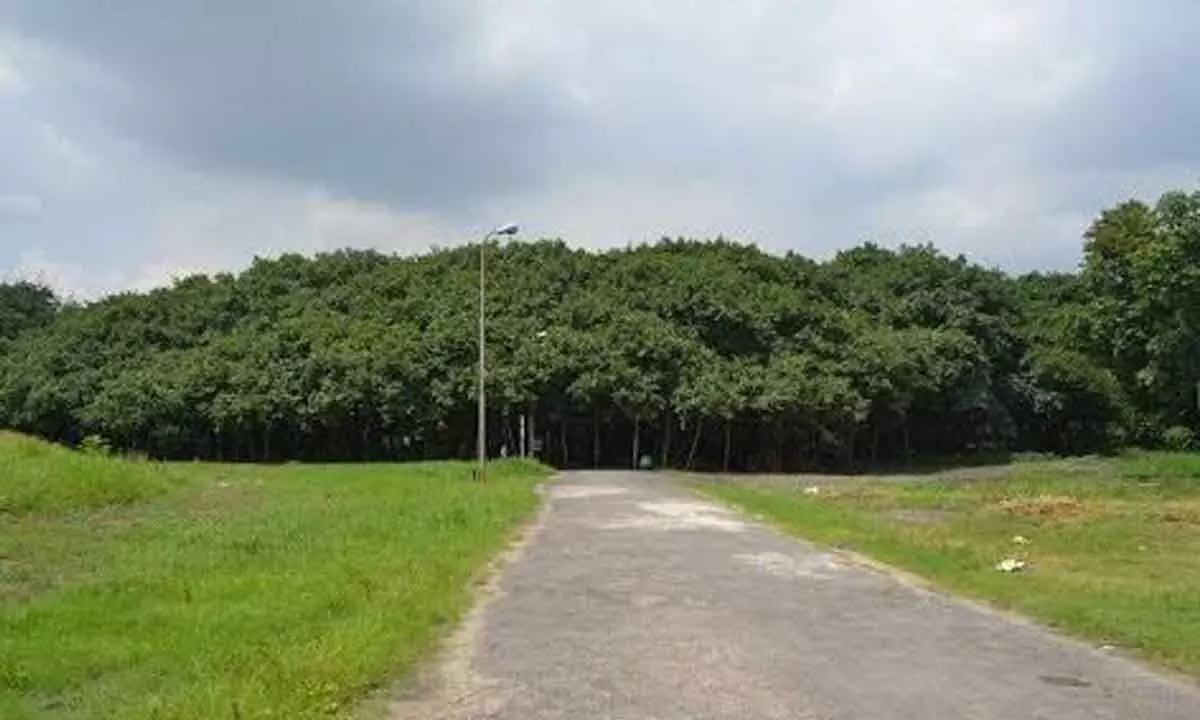 Thimamma Marri Manu, the largest banyan tree in the world, near Kadiri in Sathya Sai district