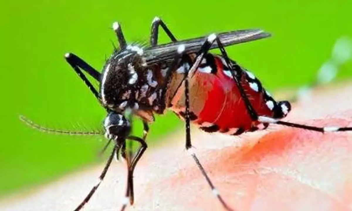 Dengue cases on rise in Bengal, 840 new cases reported