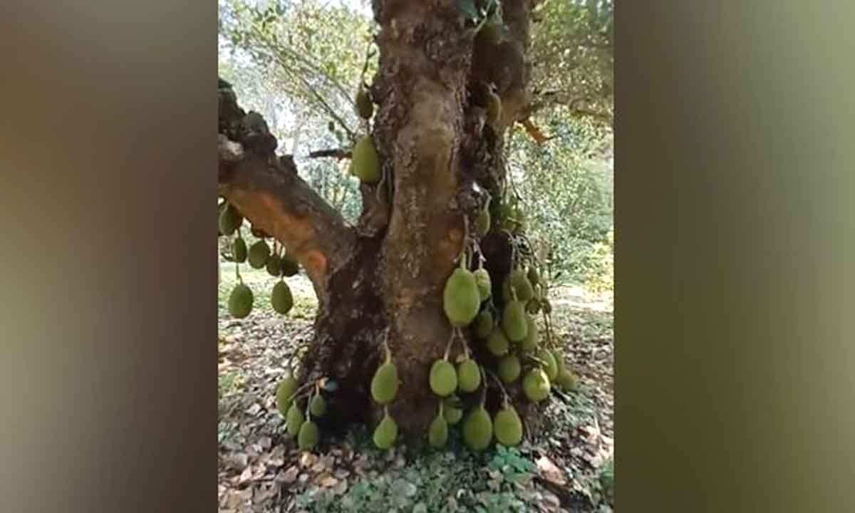 Watch The Trending Video Of 200YearOld Jackfruit Tree in Tamil Nadu