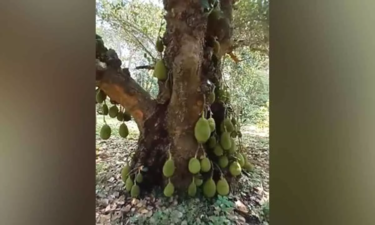 Watch The Trending Video Of 200-Year-Old Jackfruit Tree in Tamil Nadu