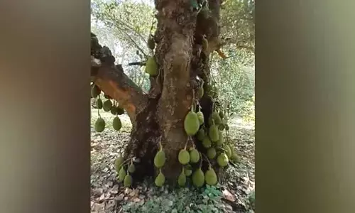 Watch The Trending Video Of 200-Year-Old Jackfruit Tree in Tamil Nadu