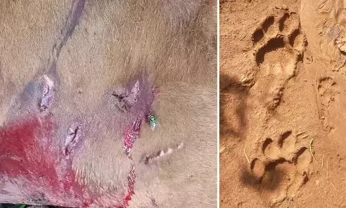 Tiger kills a cow in Bondapall