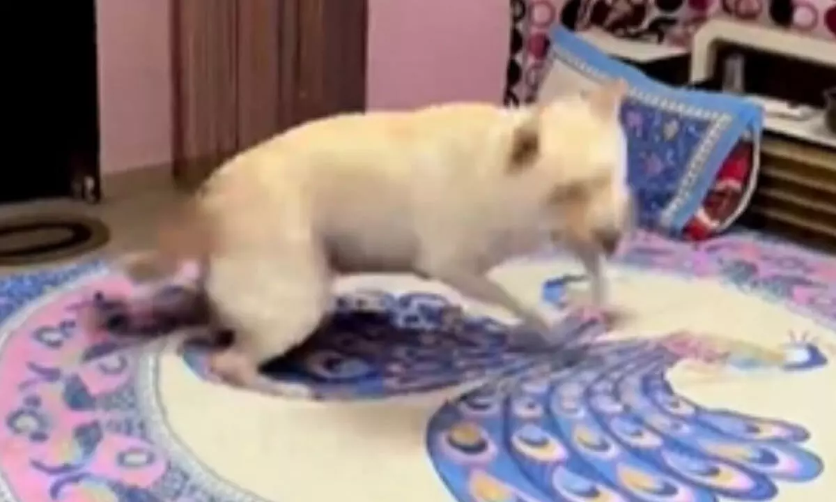 Watch The Trending Video Of Labrador Dog Twirling To Mere Dholna