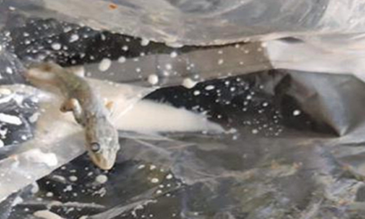 Consumer In Tamil Nadu Allegedly Found Dead Lizard In Milk Packet