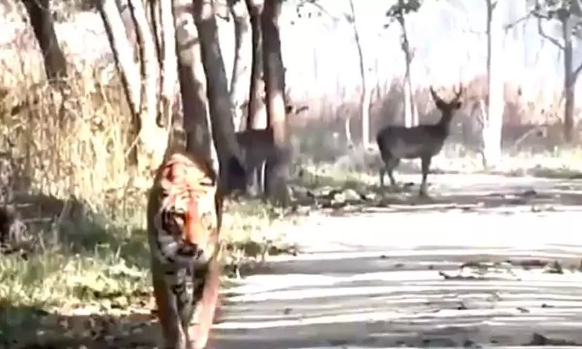 Watch The Trending Video Of Tiger Strolling Casually While Ignoring Two Deer Walking Behind
