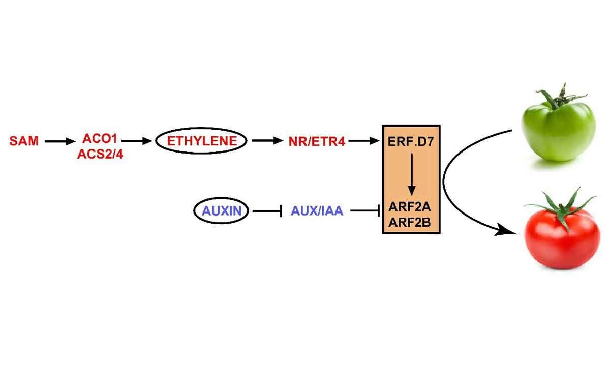 UoHDU team uncovers regulatory mechanism underlying ethyleneinduced