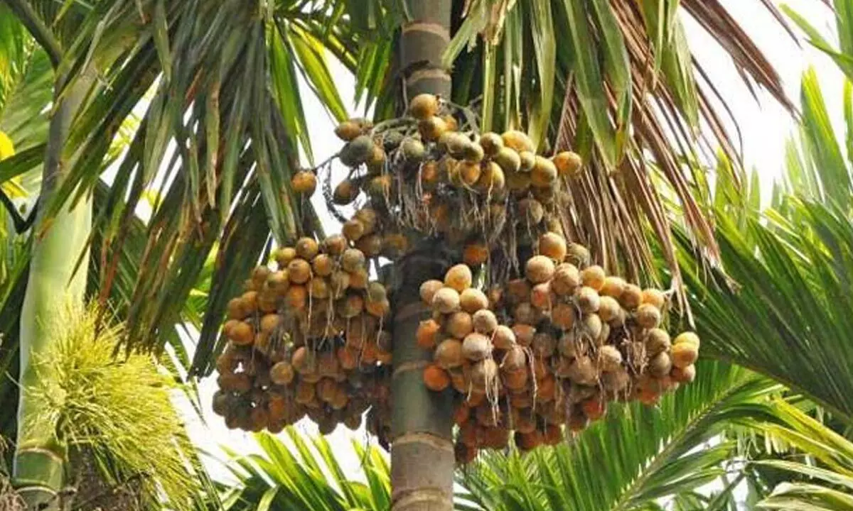 DGFT must step in to help areca growers