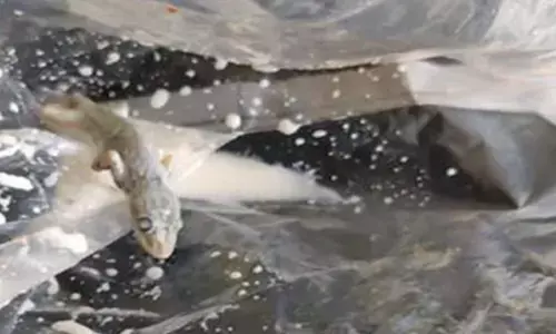 Consumer In Tamil Nadu Allegedly Found Dead Lizard In Milk Packet