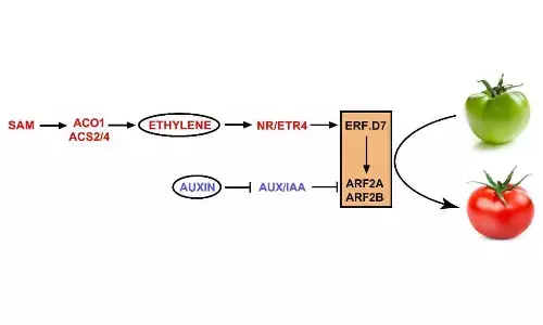 UoH-DU team uncovers regulatory mechanism underlying ethylene-induced fruit ripening