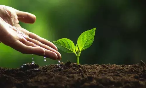 15,000 saplings to be planted in Nellore: Commissioner Haritha