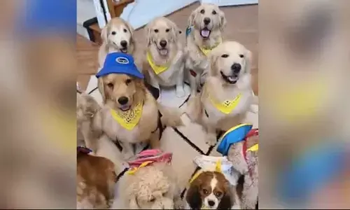 Picture shows several dogs sitting together.