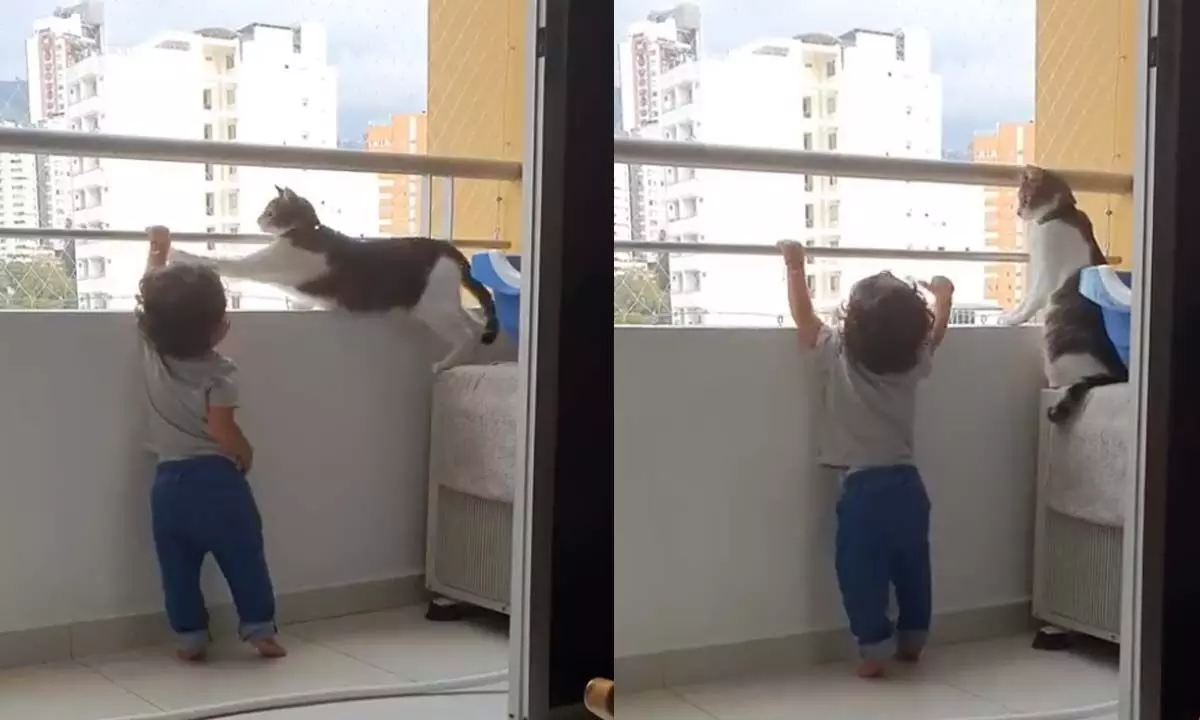 Watch The Trending Video Of Bodyguard Cat Protecting Toddler