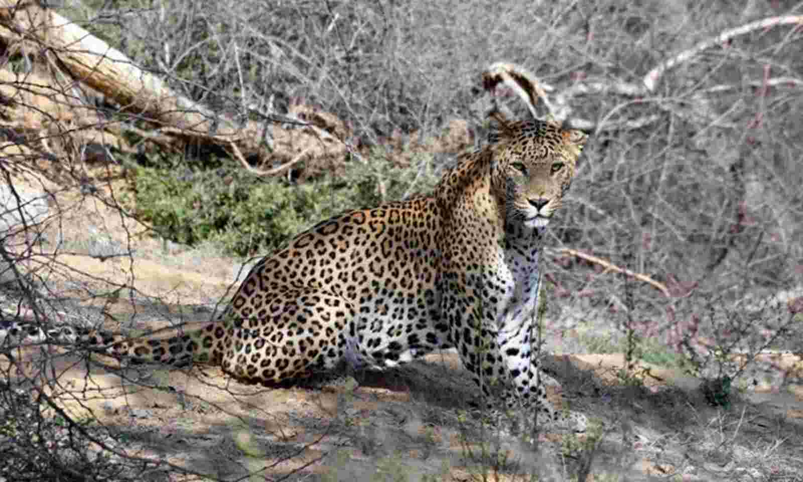 Injured leopard recouping after treatment at Tamil Nadu tiger reserve
