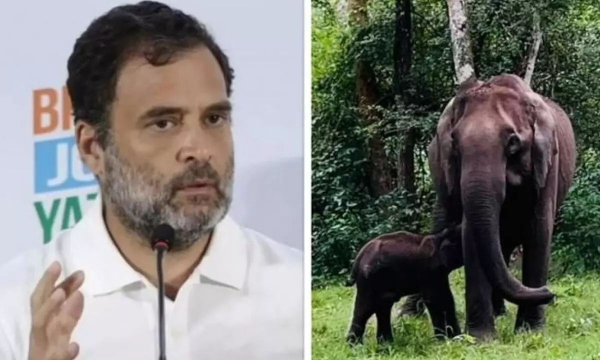 Rahul Gandhi’s love for animals appeals to Basavaraj Bommai