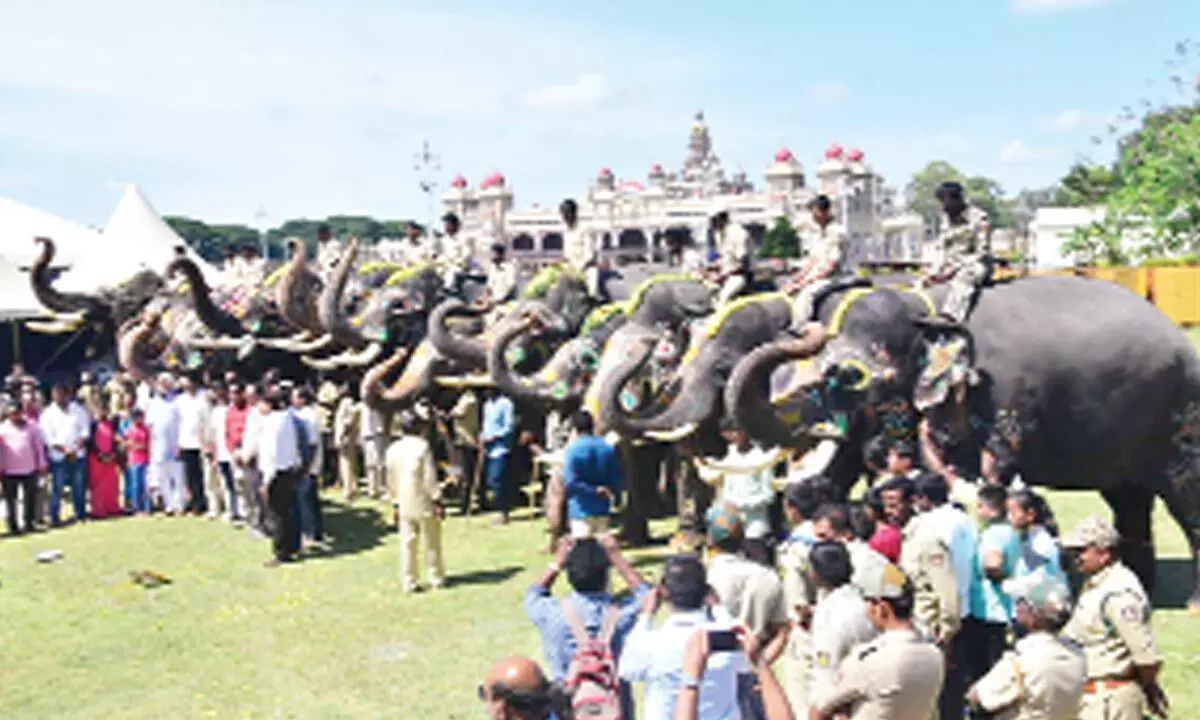 Mysuru bids an emotional farewell to festival jumbo team