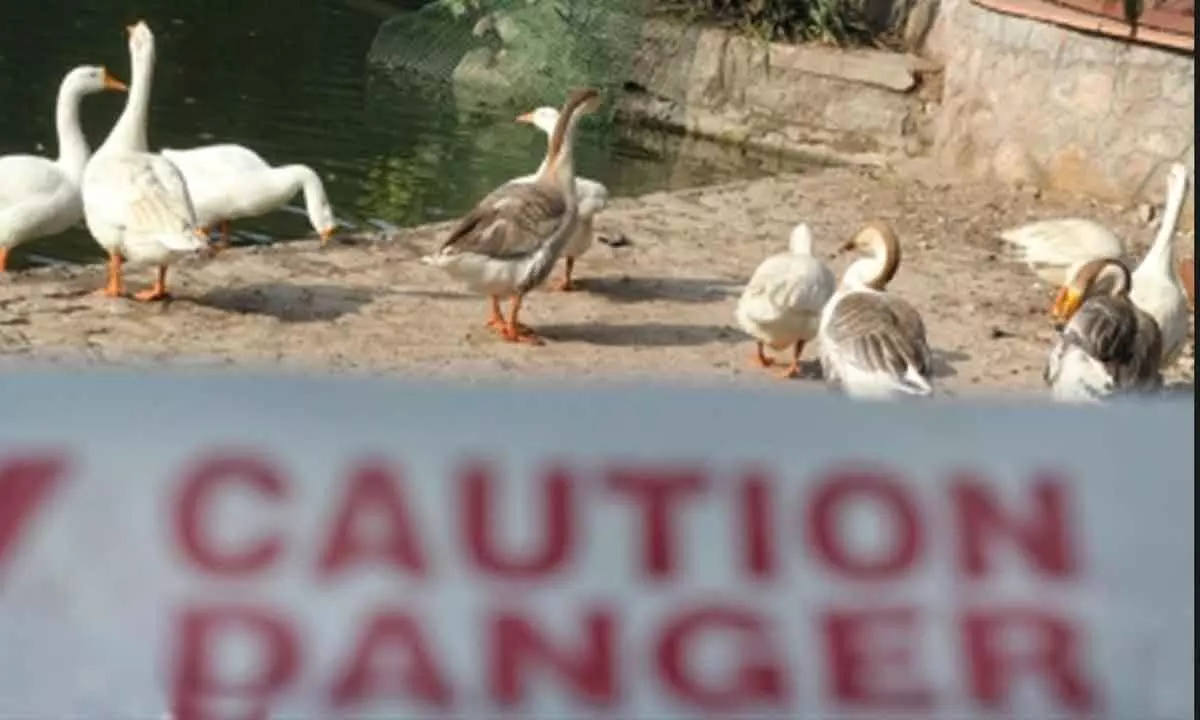 Bird flu detected in French duck farm