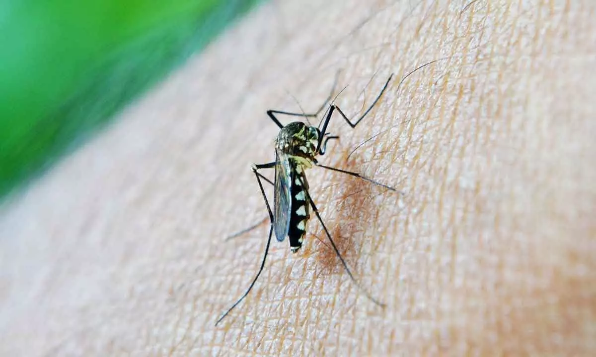 Dengue figures skyrocket by 20,000 in Bengal