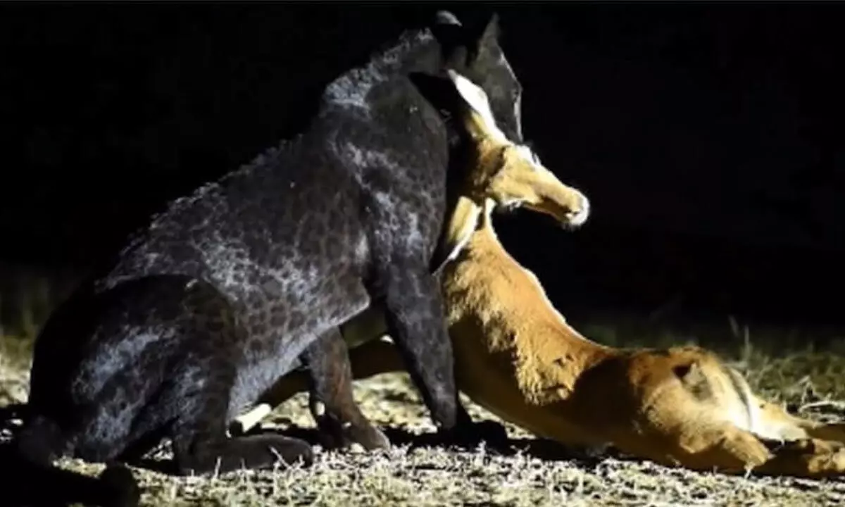Watch The Trending Video Of Black Leopard Hunting A Deer