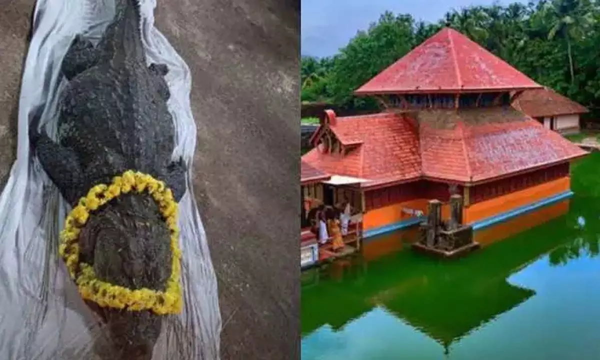 75-Year-Old `Vegetarian` Crocodile Dies In Kerala
