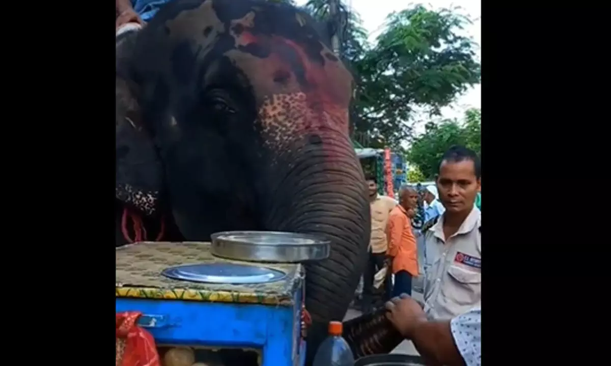 Watch The Trending Video Of Elephant Eating Panipuri