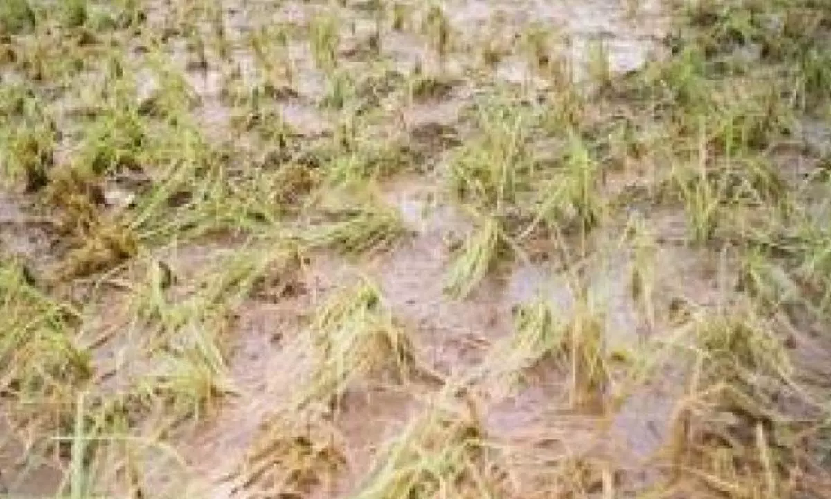 Rains damage paddy crops in Kakinada district
