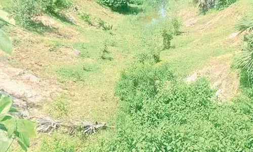 Canal filled with plants and garbage