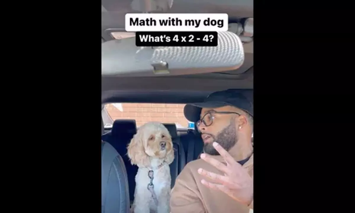 Watch The Trending Video Of A Dogs Reaction After Posing A Math Question