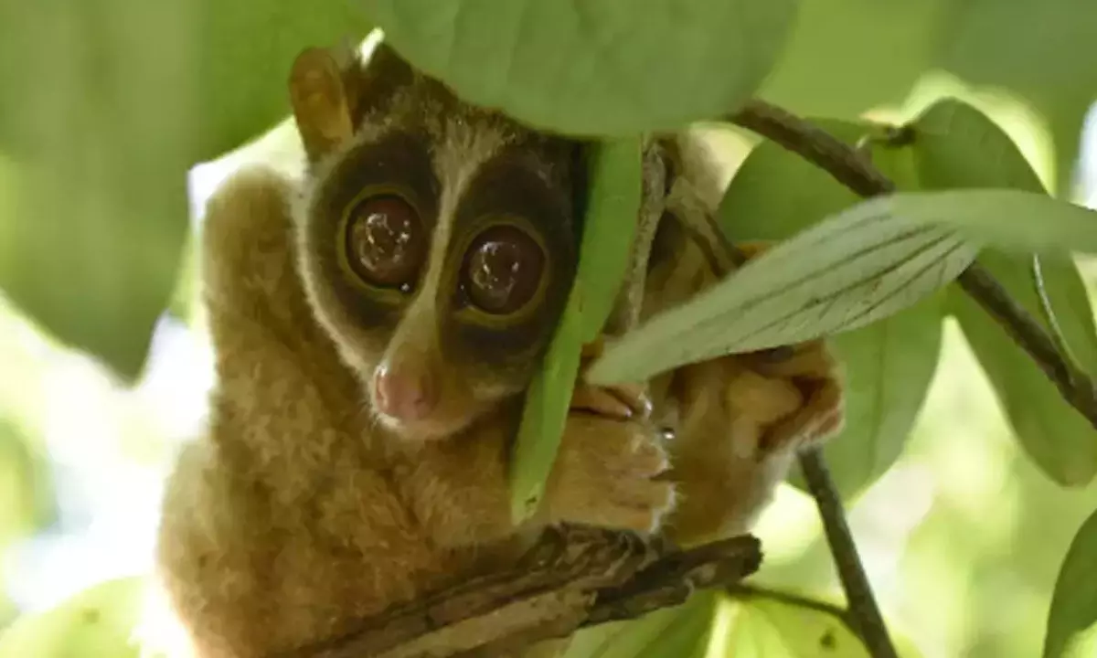 Sanctuary For Slender Loris To Set Up In Tamil Nadu