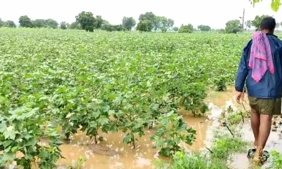 Cotton crops inundated in Achampet mandal on Sunday
