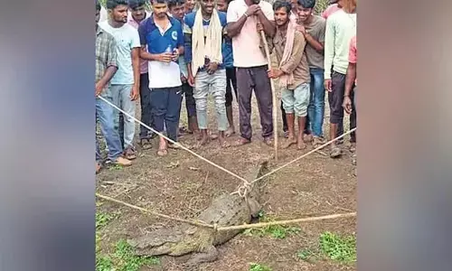 Villagers In Karnataka Found Six-Foot-Long Crocodile In The Sugarcane Field