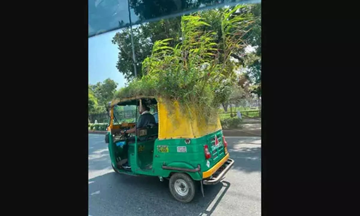 The image, taken from the Twitter post, shows a mini garden atop an auto in Delhi.(Twitter/@supriyasahuias)