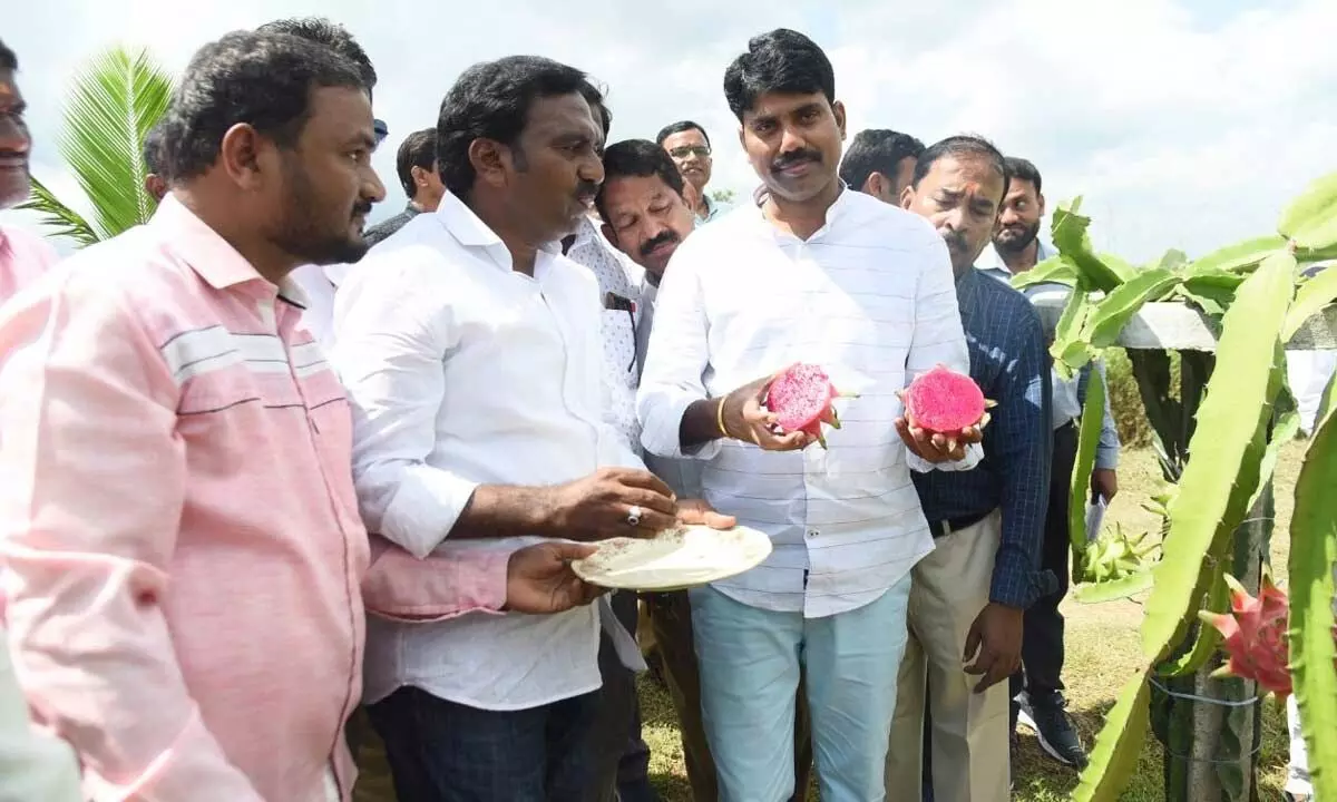 Collector C Narayana Reddy inspecting the dragon fruit plants at Mohammad Tamim’s farm at Kanjarla village in Nizamabad district on Wednesday