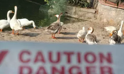 S.Korea confirms 1st case of bird flu in 6 months